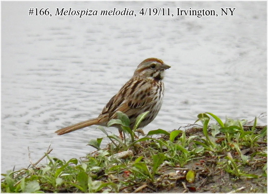 166sparrow.jpg